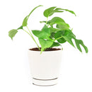 Rhaphidophora Tetrasperma, Monstera Minima, Philodendron Piccolo, mini Monstera, plant with fenestrated leaves, easy care air-purifying plant for homes and offices, Indoor Houseplants for sale