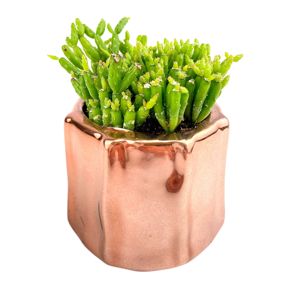 rose gold succulent Rose Gold Octagon Planter