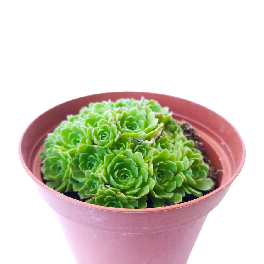 rosularia succulent Rosularia Platyphylla Succulent | Jade Plant & Care Instruction