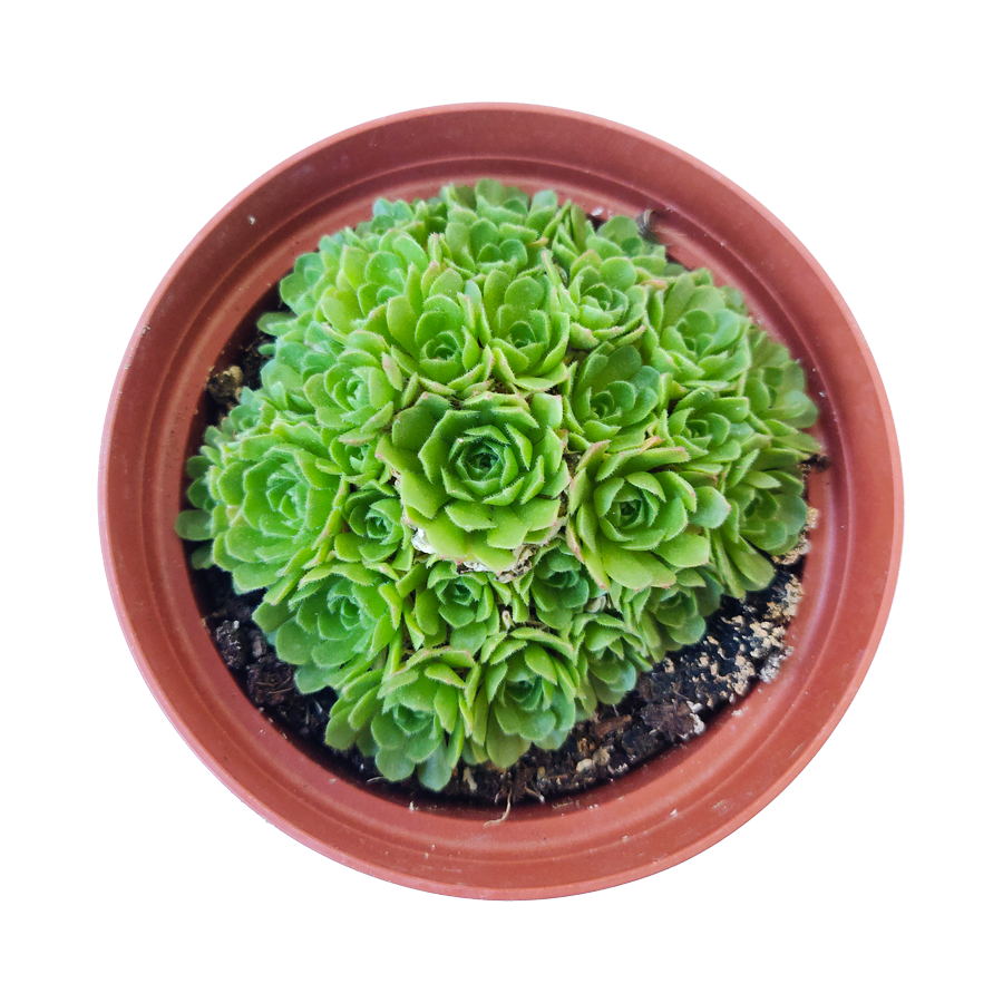rosularia succulent Rosularia Platyphylla Succulent | Jade Plant & Care Instruction