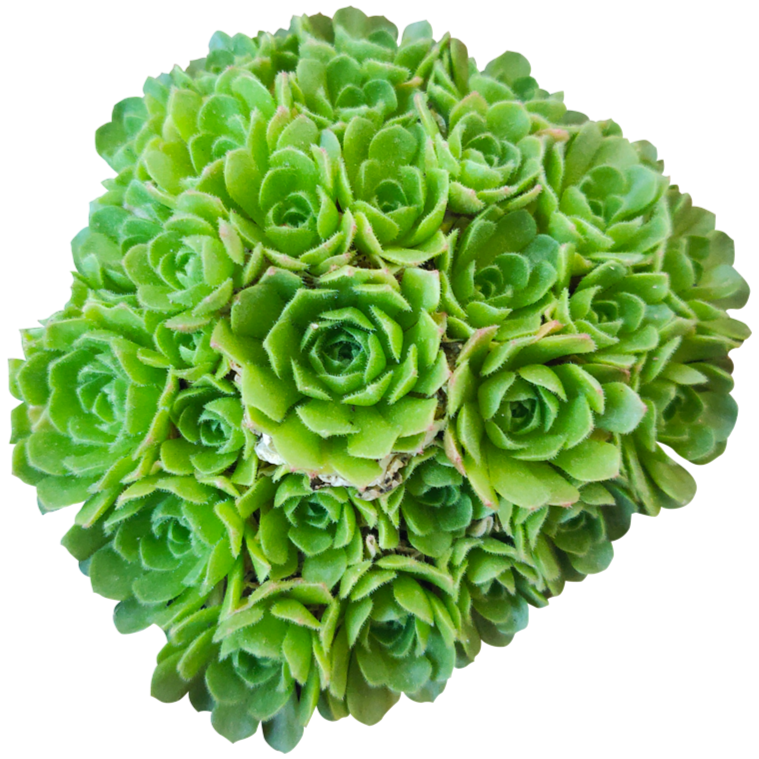 jade rose succulent Rosularia Platyphylla Succulent | Jade Plant & Care Instruction