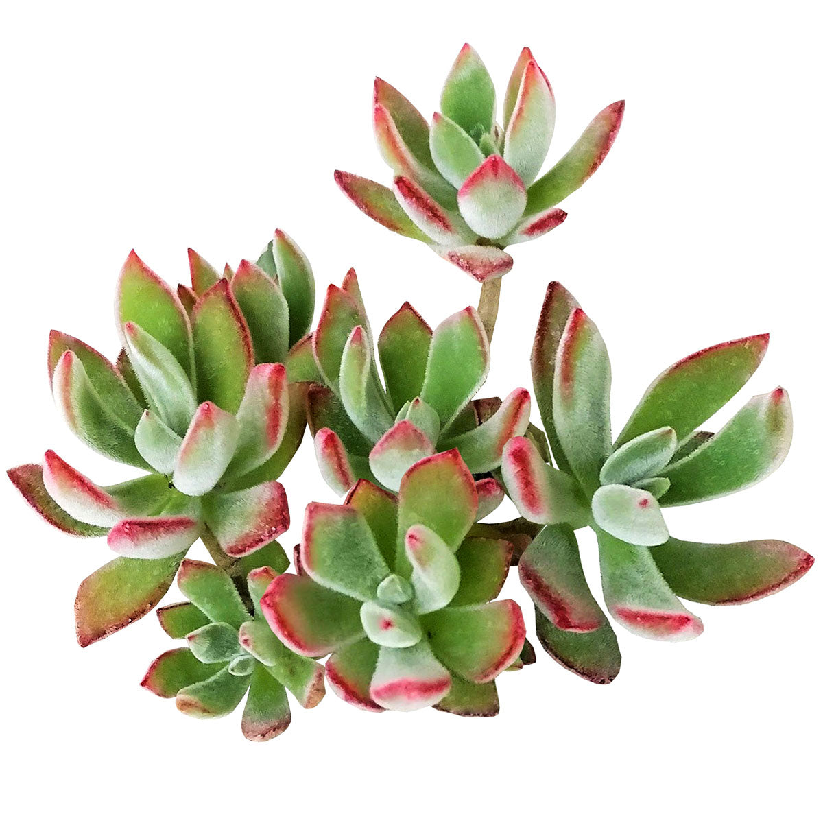 Echeveria Harmsii for sale, succulent care tips, Succulents shop near me, Succulents, monthly succulents, succulents garden, succulents shop in California, Echeveria Harmsii Ruby Slipper in California, How to grow Echeveria Harmsii Ruby Slipper, How to care echeveria succulents for thanksgiving, Easter echeveria gift, echeveria, echeveria succulent, echeveria types, succulent echeveria, buy succulents online, succulent shop, succulent store, echeveria plant, indoor succulents