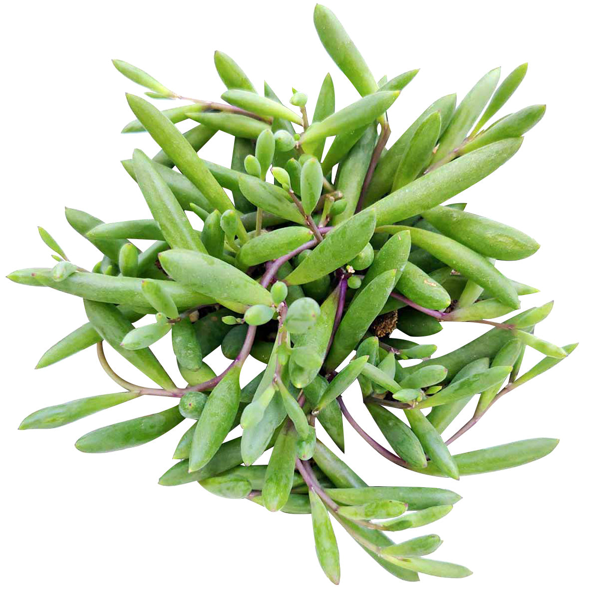 ruby necklace plant indoor Ruby Necklace Succulent 2 inch by Succulents Box