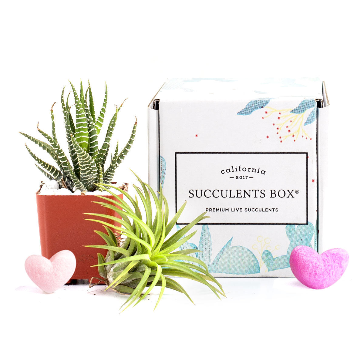 Subscription Box with Care Instruction for sale, Succulent subscription box delivered monthly, air plant subscription monthly for sale