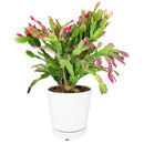 christmas cactus, thanksgiving cactus, how to care for a christmas cactus, thanksgiving cactus care, Christmas Cactus Thanksgiving Cactus for sale