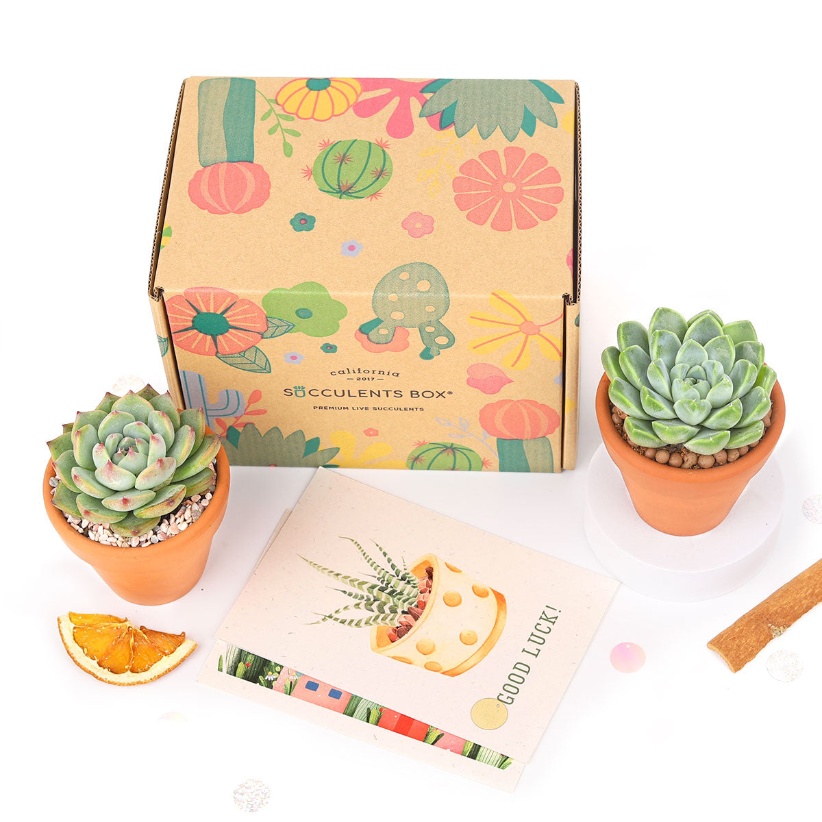 Succulent Subcription Boxes, Succulent Subscription Boxes, Succulents Box Monthly, Succulents for Sale, Succulents Box with Care Guide, Cactus Boxes, Succulent Plant