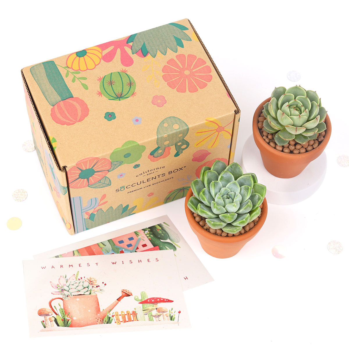 Succulents for Sale, Types of Succulents, Succulents Shop in California, Succulents and Cactus Plants, Cactus Box, Subscription Box with Care Instruction, Succulent Subscription Box