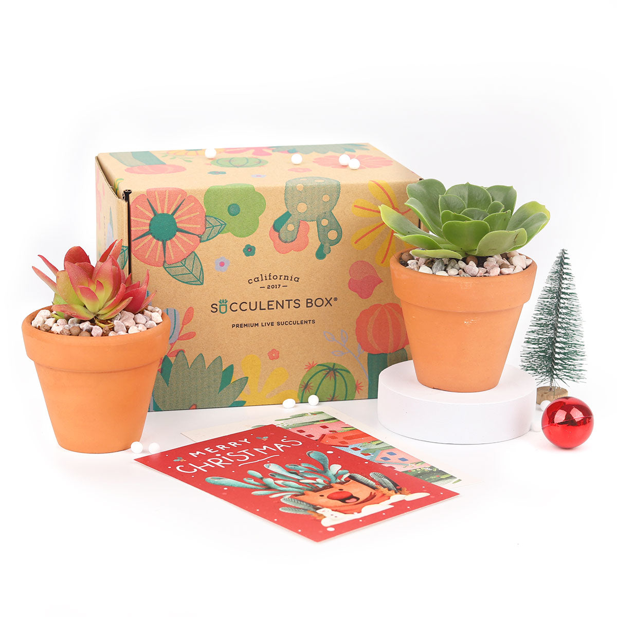 Succulent Subcription Boxes, Succulent Subscription Boxes, Succulents Box Monthly, Succulents for Sale, Succulents Box with Care Guide, Cactus Boxes, Succulent Plant