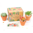 3 Succulents 3 Clay Pots/month - 12 month Subscription Auto renew