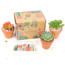 3 Succulents 3 Clay Pots/month - 12 month Subscription Auto renew