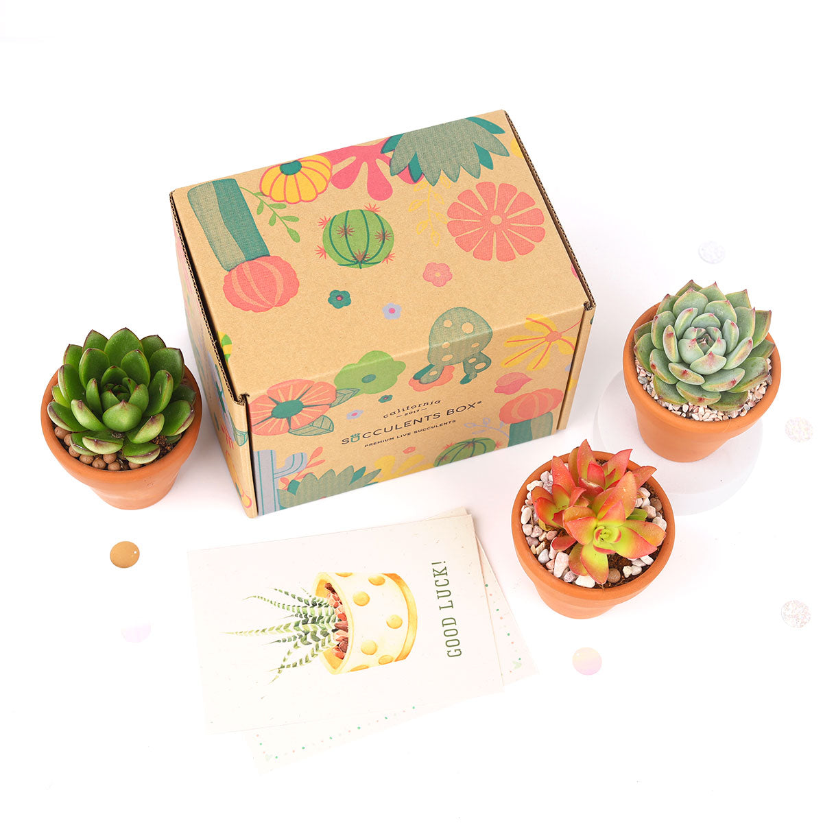 Succulent Gift Boxes, Succulent Subcription Boxes for sale, Succulents for Sale, Types of Succulents, Succulents Shop in California, Succulents and Cactus Plants, Cactus Box, Subscription Box with Care Instruction, Succulent Subscription Gift Box Monthly
