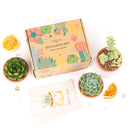 3 Succulents 3 Clay Pots/month - 12 month Subscription Auto renew