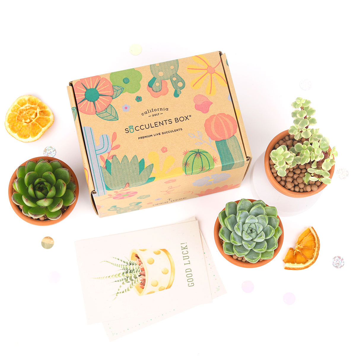 Succulents for Sale, Types of Succulents, Succulents Shop in California, Succulents and Cactus Plants, Cactus Box, Subscription Box with Care Instruction, Succulent Subscription Box