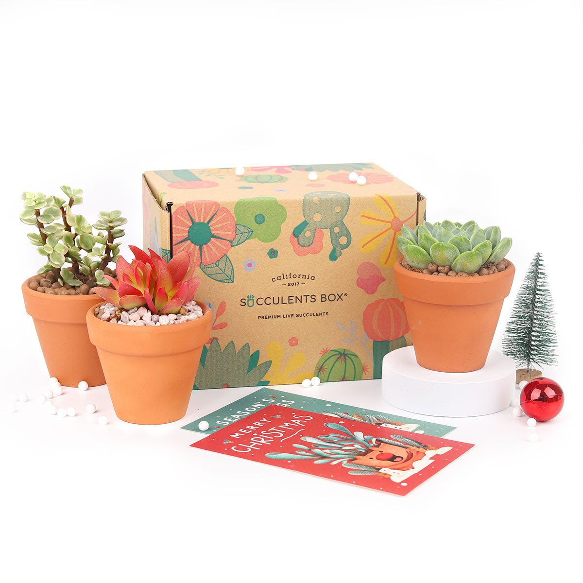 Succulents for Sale, Types of Succulents, Succulents Shop in California, Succulents and Cactus Plants, Cactus Box, Subscription Box with Care Instruction, Succulent Subscription Box