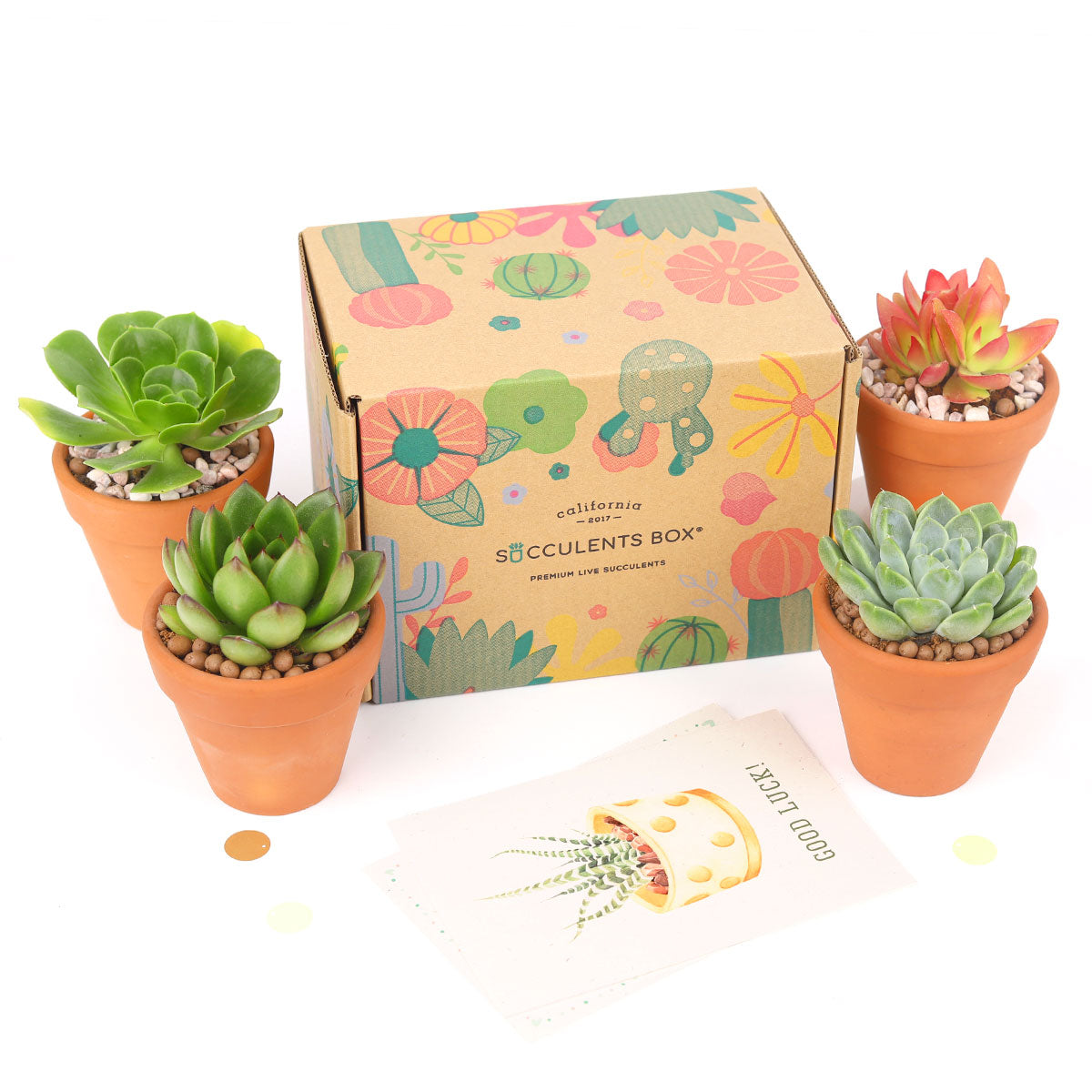 Succulent Gift Boxes, Succulent Subcription Boxes for sale, Succulents for Sale, Types of Succulents, Succulents Shop in California, Succulents and Cactus Plants, Cactus Box, Subscription Box with Care Instruction, Succulent Subscription Gift Box Monthly