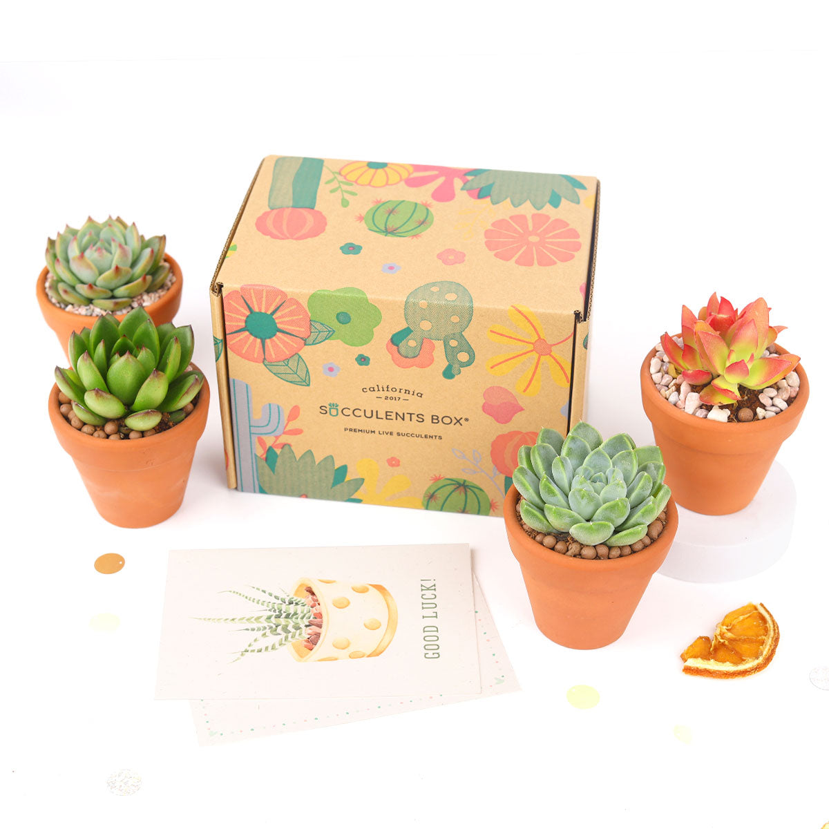 Succulent Gift Boxes, Succulent Subcription Boxes for sale, Succulents for Sale, Types of Succulents, Succulents Shop in California, Succulents and Cactus Plants, Cactus Box, Subscription Box with Care Instruction, Succulent Subscription Gift Box Monthly