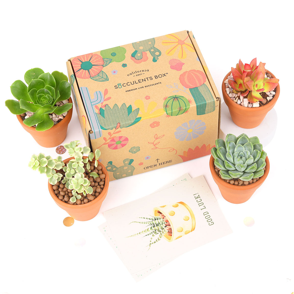 Succulent Gift Boxes, Succulent Subcription Boxes for sale, Succulents for Sale, Types of Succulents, Succulents Shop in California, Succulents and Cactus Plants, Cactus Box, Subscription Box with Care Instruction, Succulent Subscription Gift Box Monthly