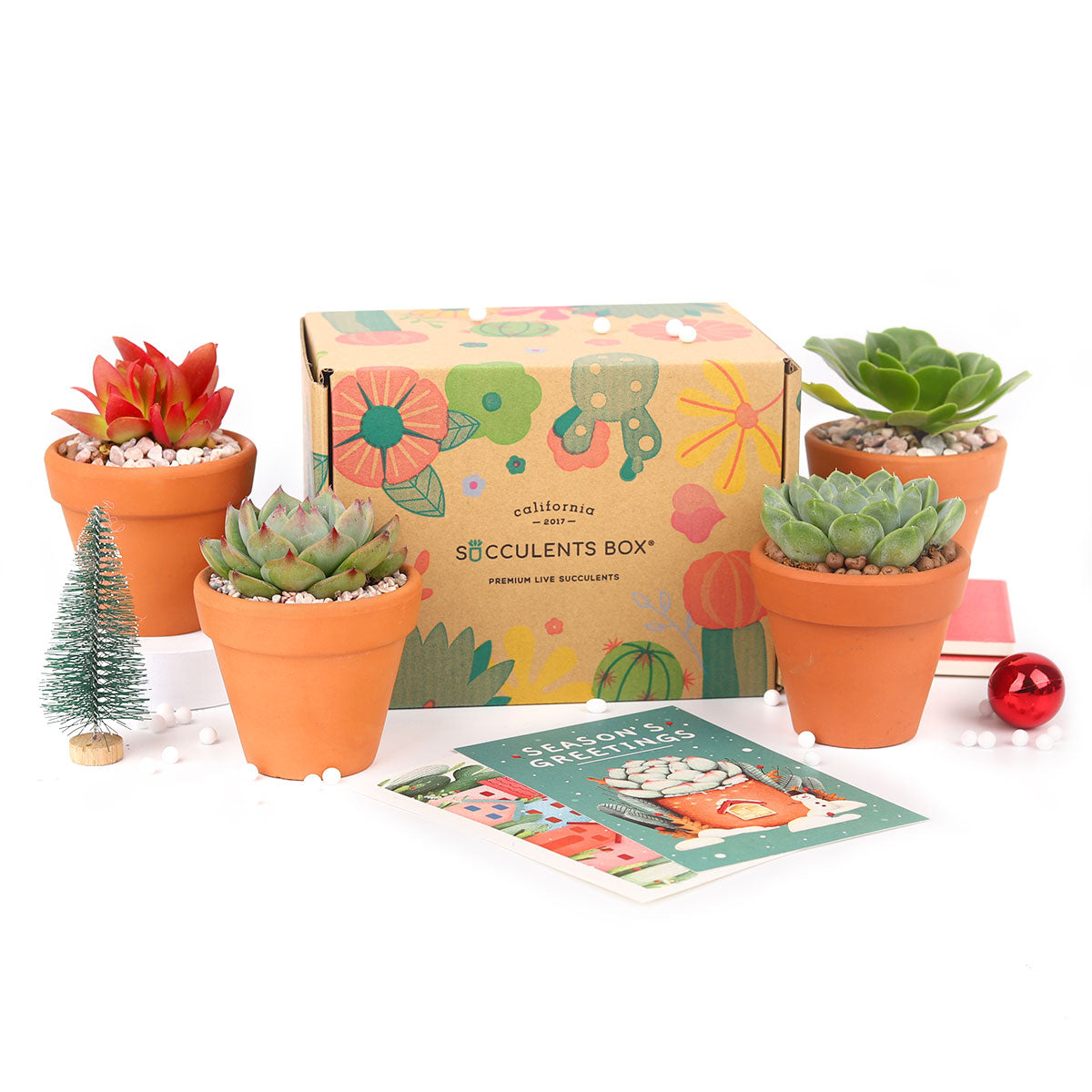 unboxing succulents 4 Succulents 4 Clay Pots/month