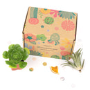 Succulent subscription box delivered monthly, Succulent subscription gift for sale, airplants subscription box monthly