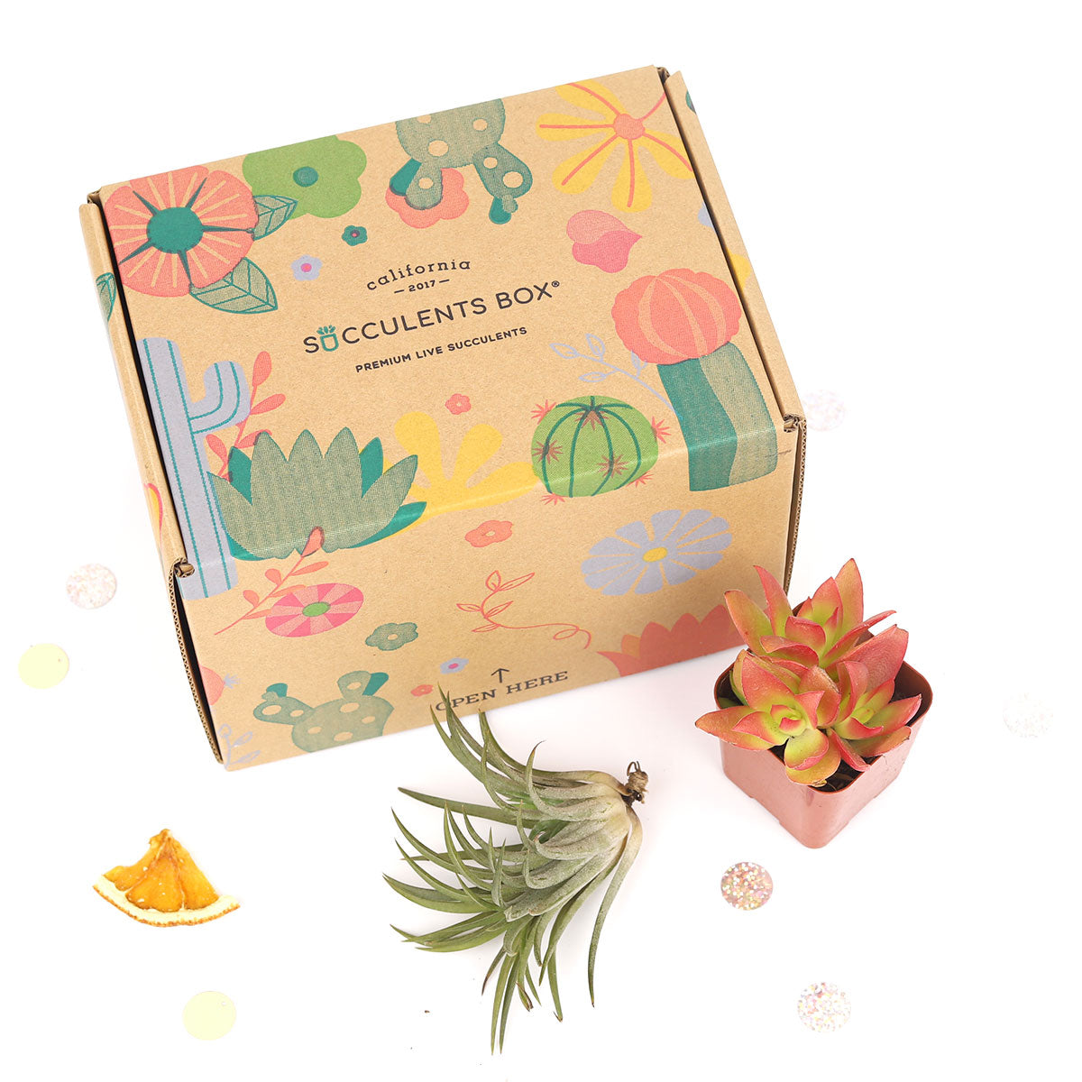 1 Airplant 1 Succulent/ Month - 6 month Subscription Auto renew