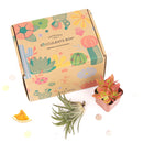 Succulent subscription box delivered monthly, Succulent subscription gift for sale, airplants subscription box monthly