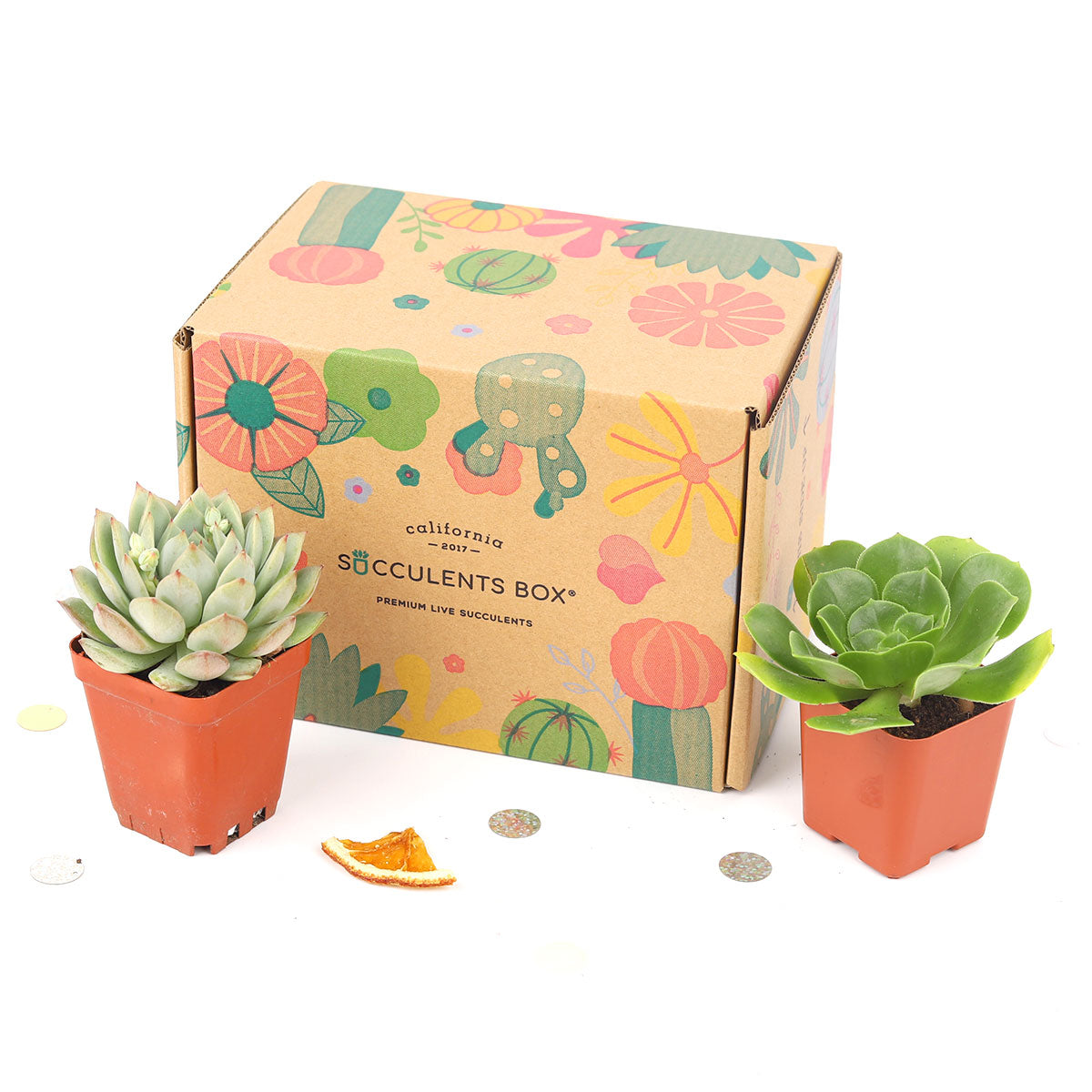succulents box subscription Gift 2 succulent/ month - 12 month Subscription - 1 time charge