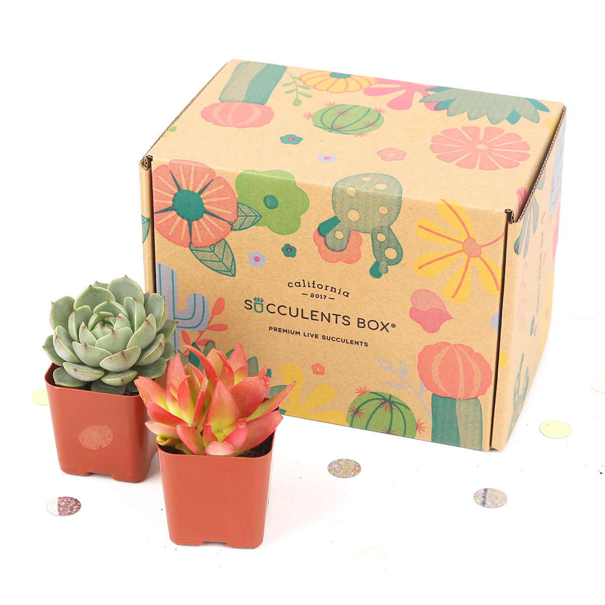 Subscription Box with Care Instruction, Succulent Subscription Box, Succulents for Sale, Types of Succulents, Succulents Shop in California, Succulents and Cactus Plants, Succulent Gift Box Monthly