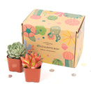 Gift 2 Succulents/ Month Subscription - 1 time charge