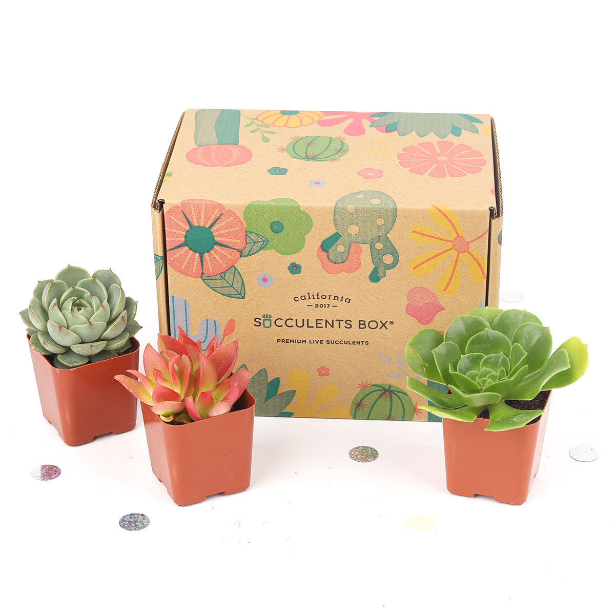 Succulents for Sale, Types of Succulents, Succulents Shop in California, Succulents and Cactus Plants, Cactus Box, Subscription Box with Care Instruction, Succulent Subscription Box