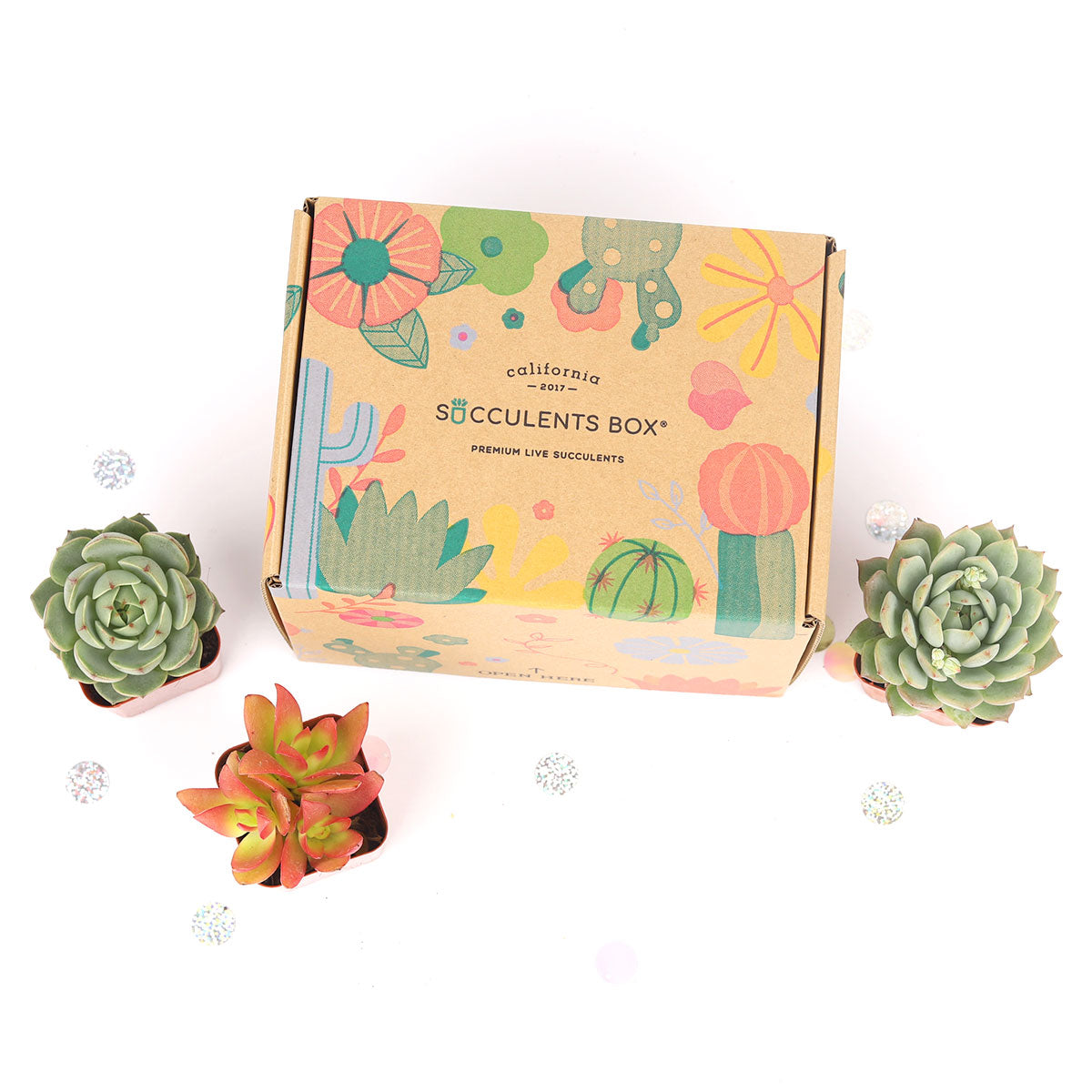 succulent monthly subscription 3 succulents/month - 6 month Subscription