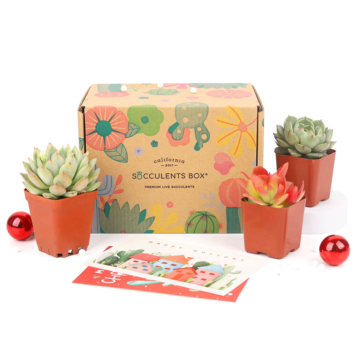 is succulents box legit Live Succulent and Cactus Subscription Box Monthly | Succulent Gift Decor Ideas