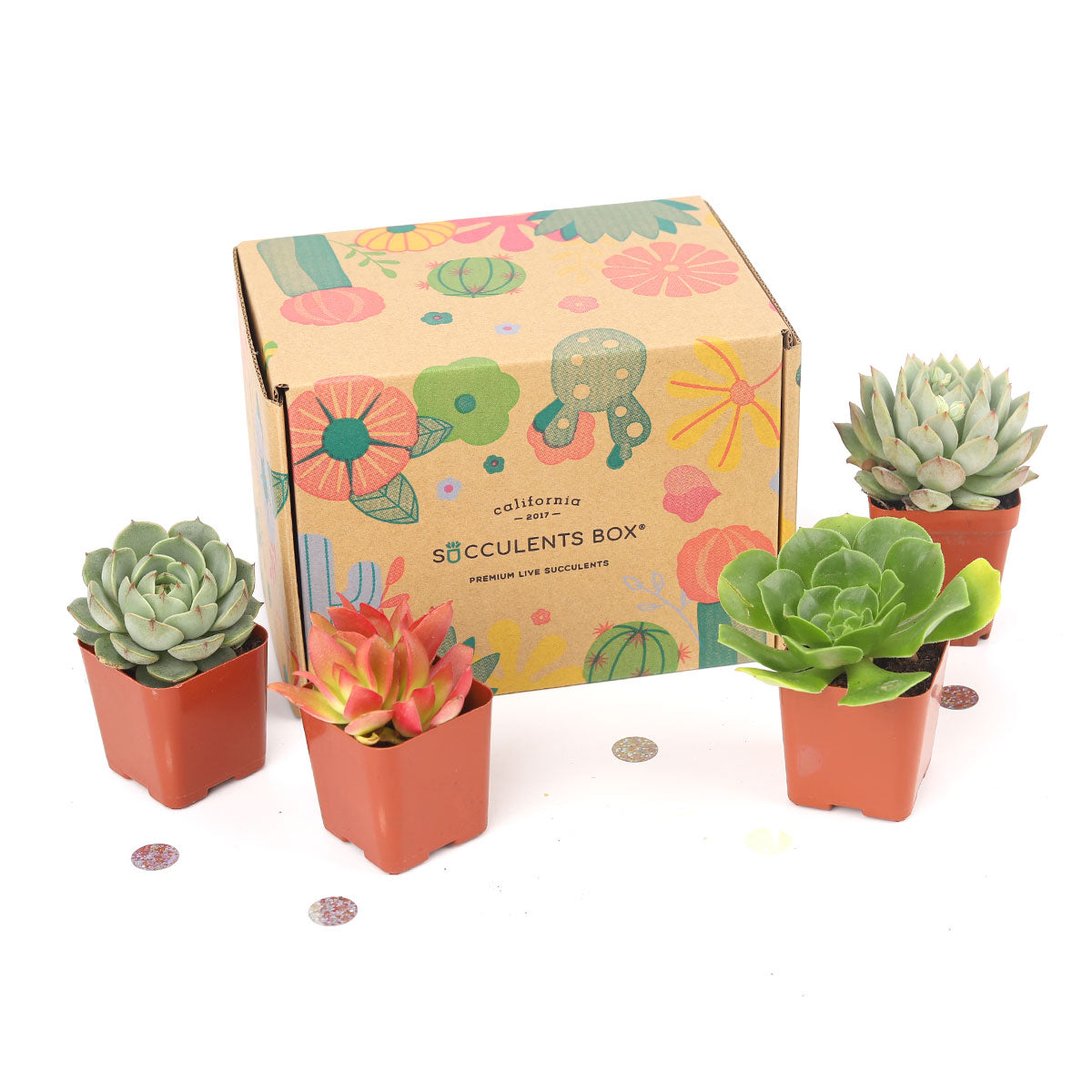 Succulent Gift Boxes, Succulent Subcription Boxes for sale, Succulents for Sale, Types of Succulents, Succulents Shop in California, Succulents and Cactus Plants, Cactus Box, Subscription Box with Care Instruction, Succulent Subscription Gift Box Monthly