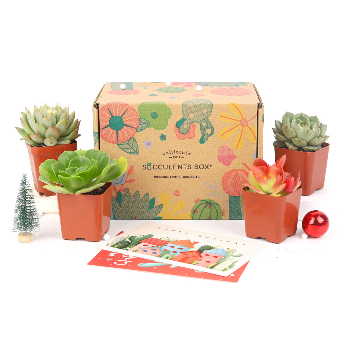Succulents for Sale, Types of Succulents, Succulents Shop in California, Succulents and Cactus Plants, Cactus Box, Subscription Box with Care Instruction, Succulent Subscription Box