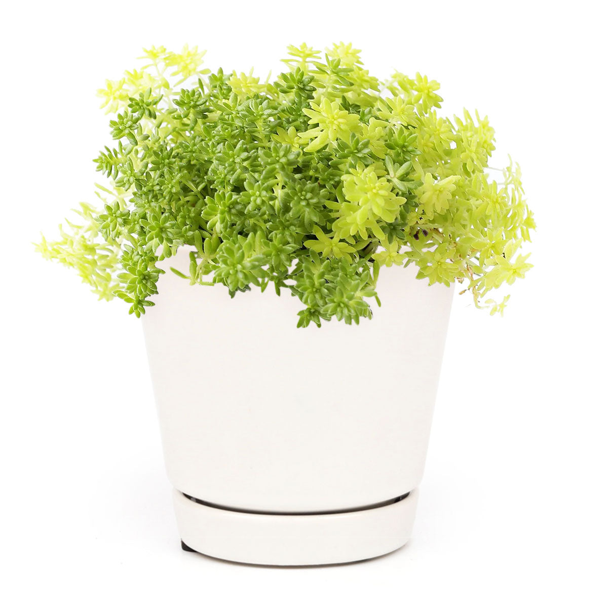 Sedum Golden Moss, succulent plant, Rare succulents, monthly succulents, succulents shop in California, Succulents shop near me, Succulents, how to grow succulents, succulent care guide, Sedum Golden Moss in California, How to grow Sedum Golden Moss, Tokyo Sun Succulent