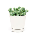 succulent care guide, succulent plant, sedum dasyphyllum major in California, How to grow sedum dasyphyllum major