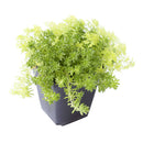 monthly succulents, succulents shop in California, Succulents shop near me, Succulents, how to grow succulents, succulent care guide, Sedum Golden Moss in California, How to grow Sedum Golden Moss, Tokyo Sun Succulent