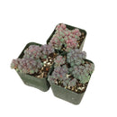 sedum hispanicum, spanish stonecrop, Succulents, Rare succulents, cactus, indoor succulents, succulents store in CA, succulents shop in California, succulent care guide, succulents garden, sedum hispanicum in California, How to grow sedum hispanicum