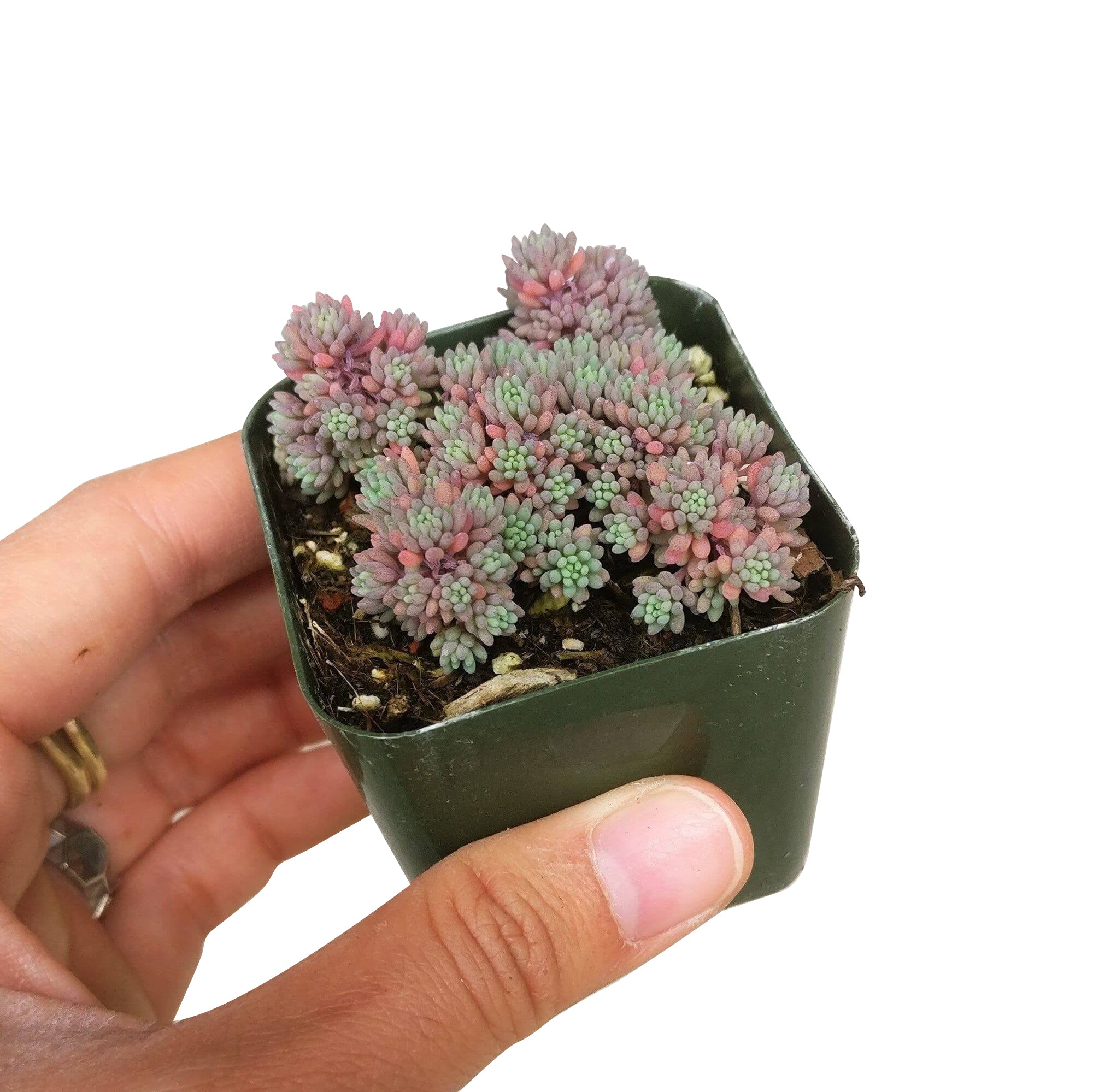 spanish stone succulent Sedum Hispanicum Blue Carpet Spanish Stonecrop | Care Guide