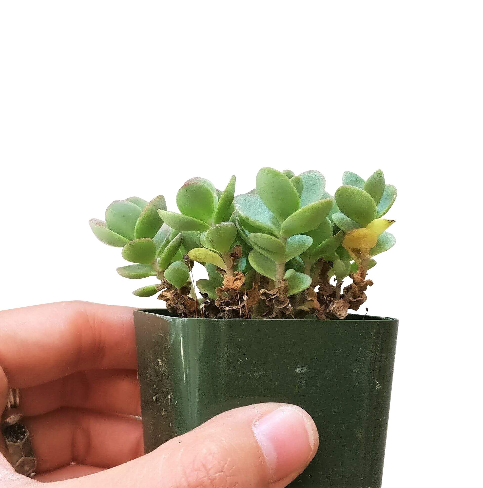 sedum lime zinger succulent Sedum Lime Zinger Succulent