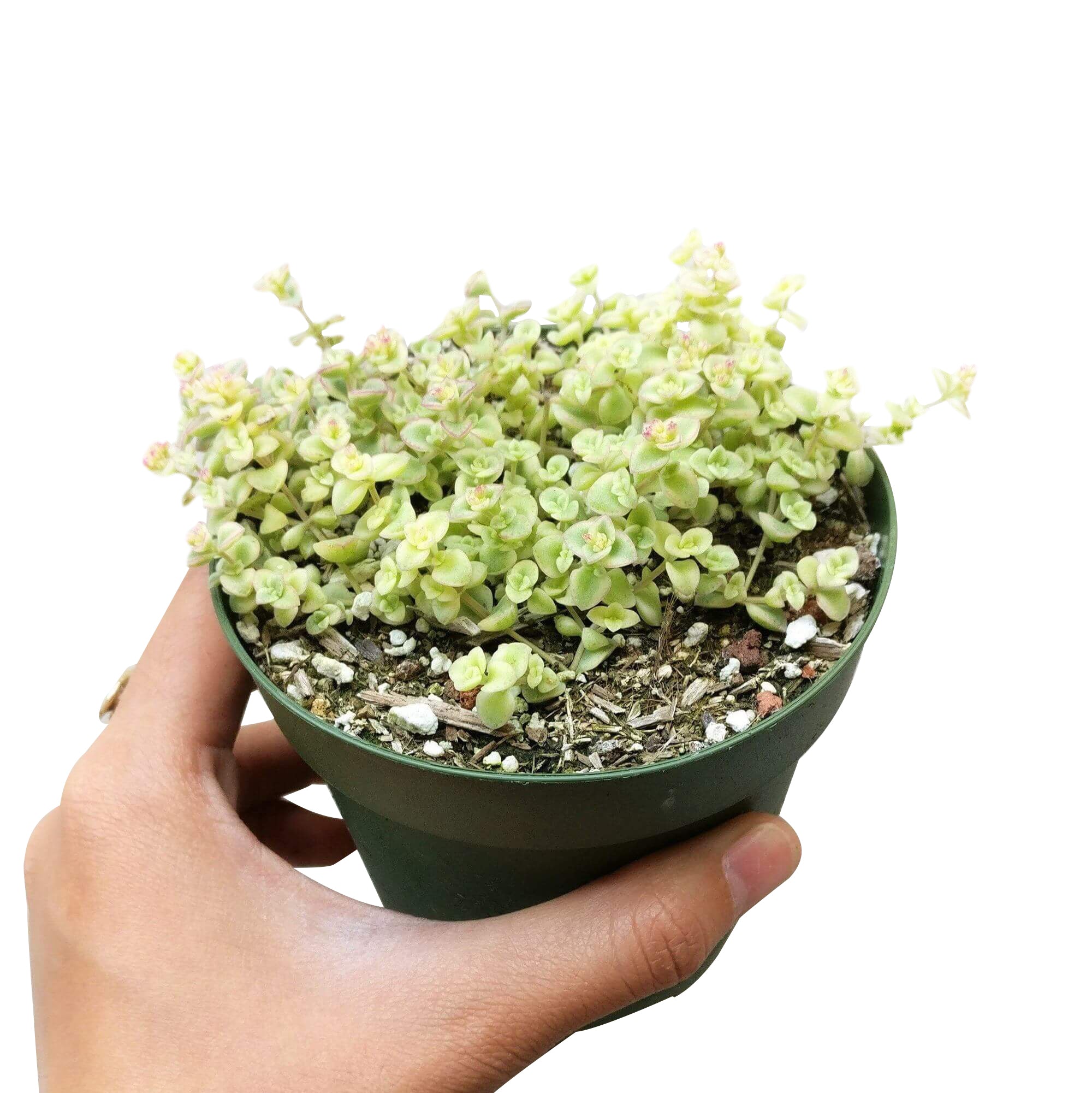 little missy sedum succulent care Sedum Little Missy Succulent 2 inch by Succulents Box