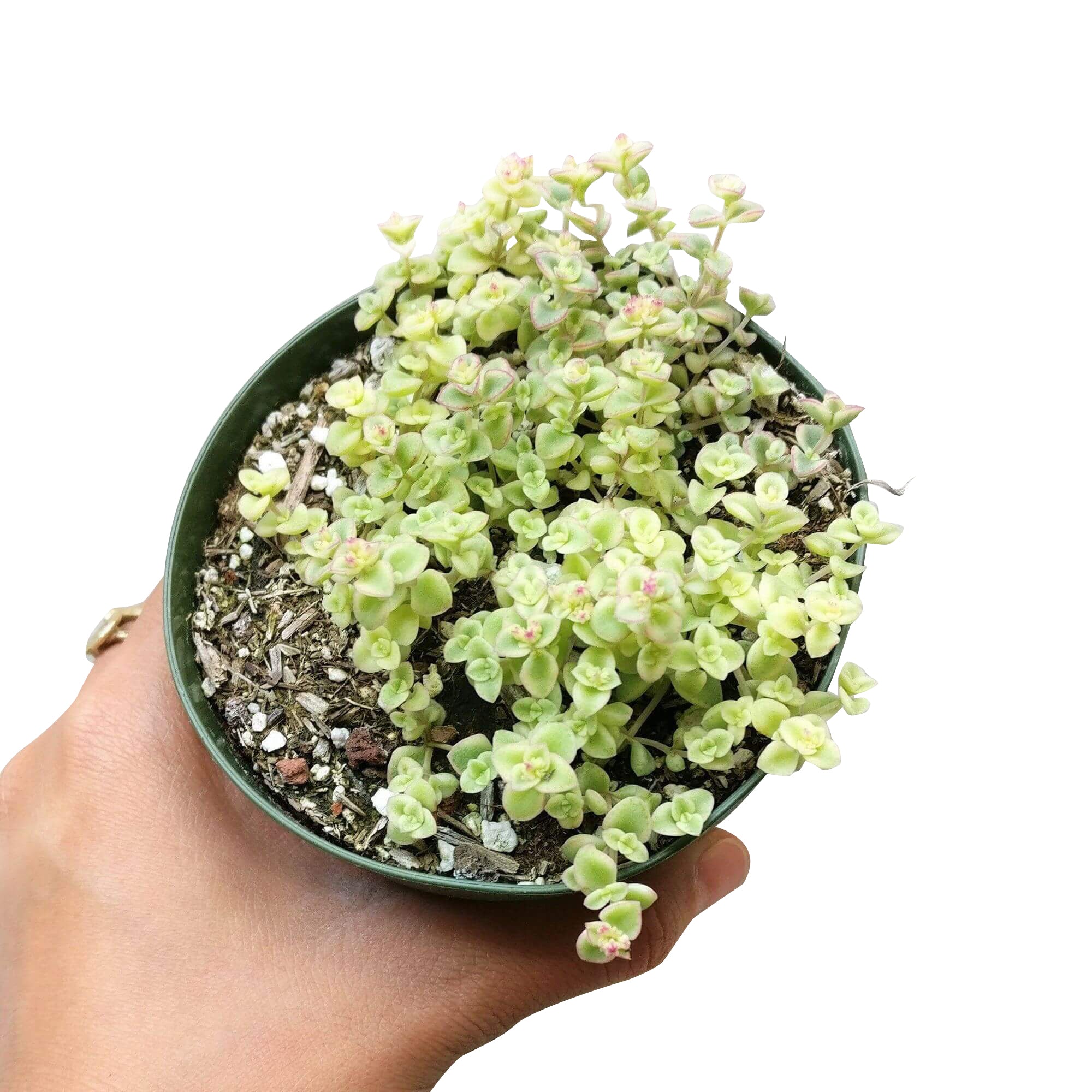 sedum little missy succulent Sedum Little Missy Succulent 2 inch by Succulents Box