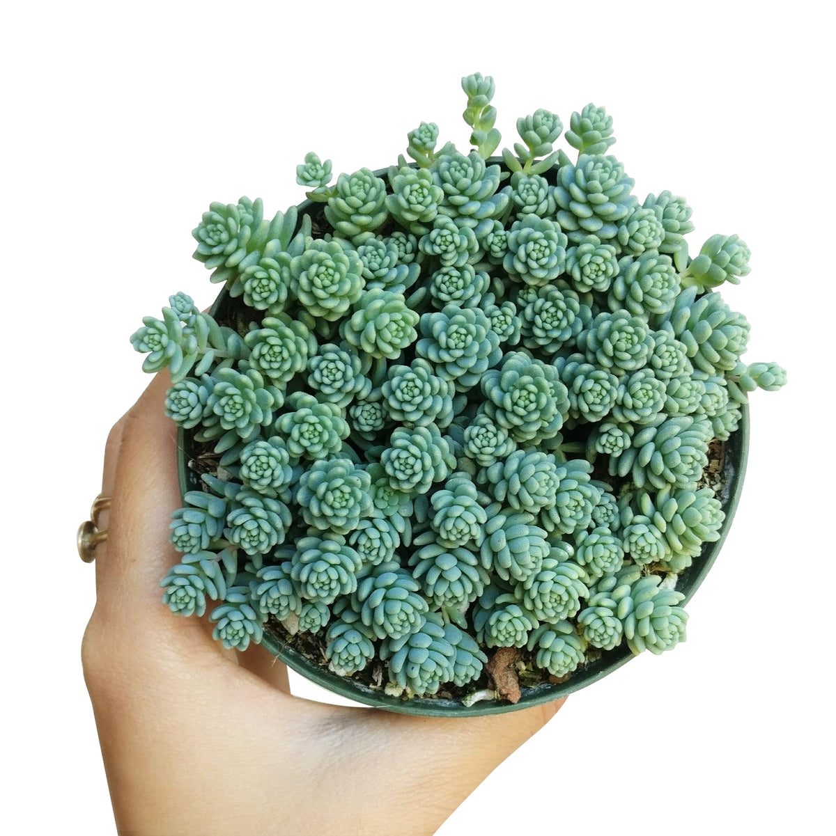 sedum dasyphyllum major, corsican stonecrop, succulent care tips, indoor succulents, succulent care, succulents shop in California, Rare succulents, succulents garden, succulent care guide, succulent plant, sedum dasyphyllum major in California, How to grow sedum dasyphyllum major