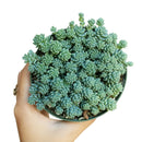 succulent care guide, succulent plant, sedum dasyphyllum major in California, How to grow sedum dasyphyllum major