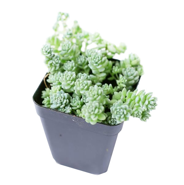 sedum dasyphyllum major, corsican stonecrop, succulent care tips, indoor succulents, succulent care, succulents shop in California, Rare succulents, succulents garden, succulent care guide, succulent plant, sedum dasyphyllum major in California, How to grow sedum dasyphyllum major