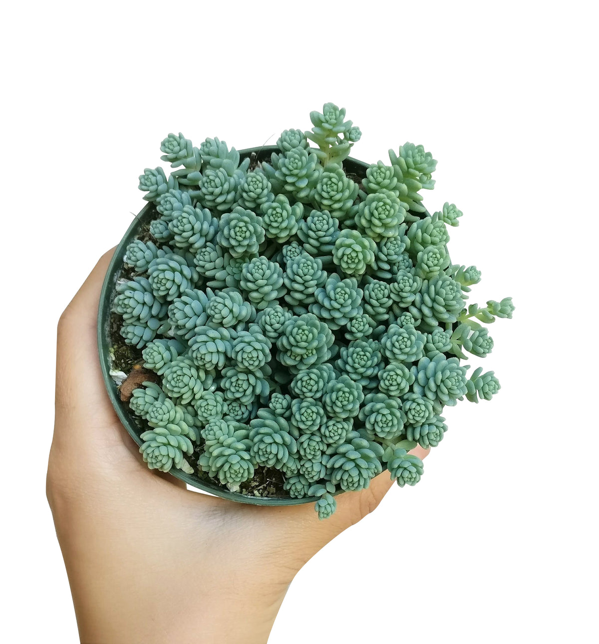 sedum dasyphyllum major, corsican stonecrop, succulent care tips, indoor succulents, succulent care, succulents shop in California, Rare succulents, succulents garden, succulent care guide, succulent plant, sedum dasyphyllum major in California, How to grow sedum dasyphyllum major