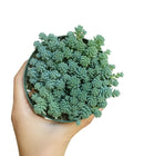 succulent care guide, succulent plant, sedum dasyphyllum major in California, How to grow sedum dasyphyllum major