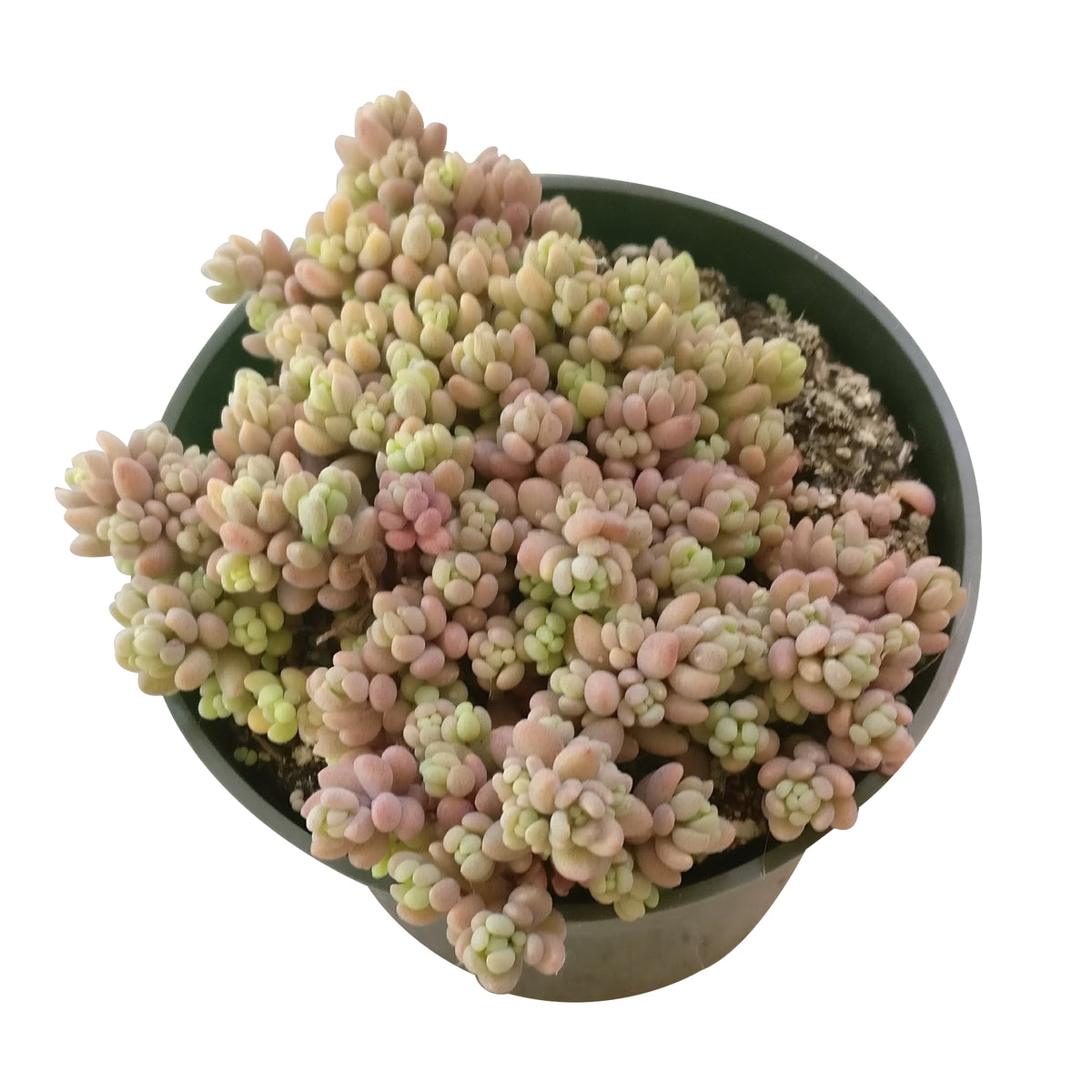 Corsican Stonecrop care, how to grow succulents, succulents shop in California, cactus, Rare succulents, monthly succulents, succulent subscription, succulent care tips, succulents garden, Corsican Stonecrop in California, How to grow Corsican Stonecrop