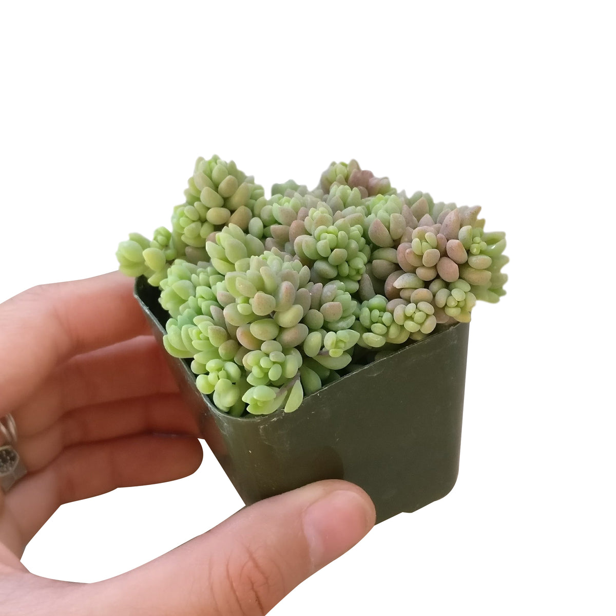 sedum dasyphyllum minor plant for sale, sedum plant, sedum ground cover, sedum varieties, pink sedum