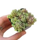 Corsican Stonecrop care, how to grow succulents, succulents shop in California, cactus, Rare succulents, monthly succulents, succulent subscription, succulent care tips, succulents garden, Corsican Stonecrop in California, How to grow Corsican Stonecrop, Sedum Succulents