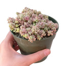 Corsican Stonecrop care, how to grow succulents, succulents shop in California, cactus, Rare succulents, monthly succulents, succulent subscription, succulent care tips, succulents garden, Corsican Stonecrop in California, How to grow Corsican Stonecrop, Sedum Succulents